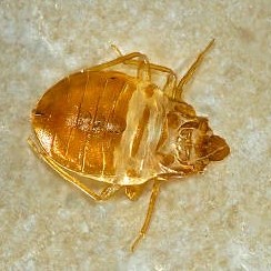 bed bug problems, diy bed bugs