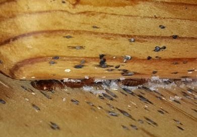 5 Tips for not Bringing Bed Bugs Home | Bed Bug Authority