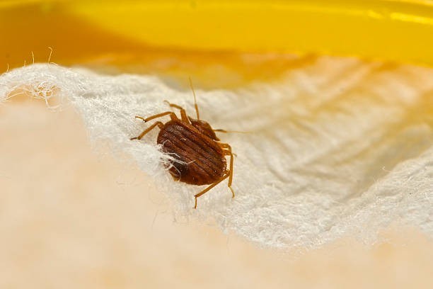 bed bug diy