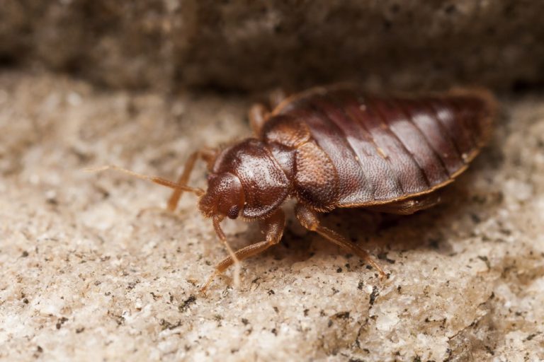 Top 10 Facts About Bed Bugs | Bed Bug Authority