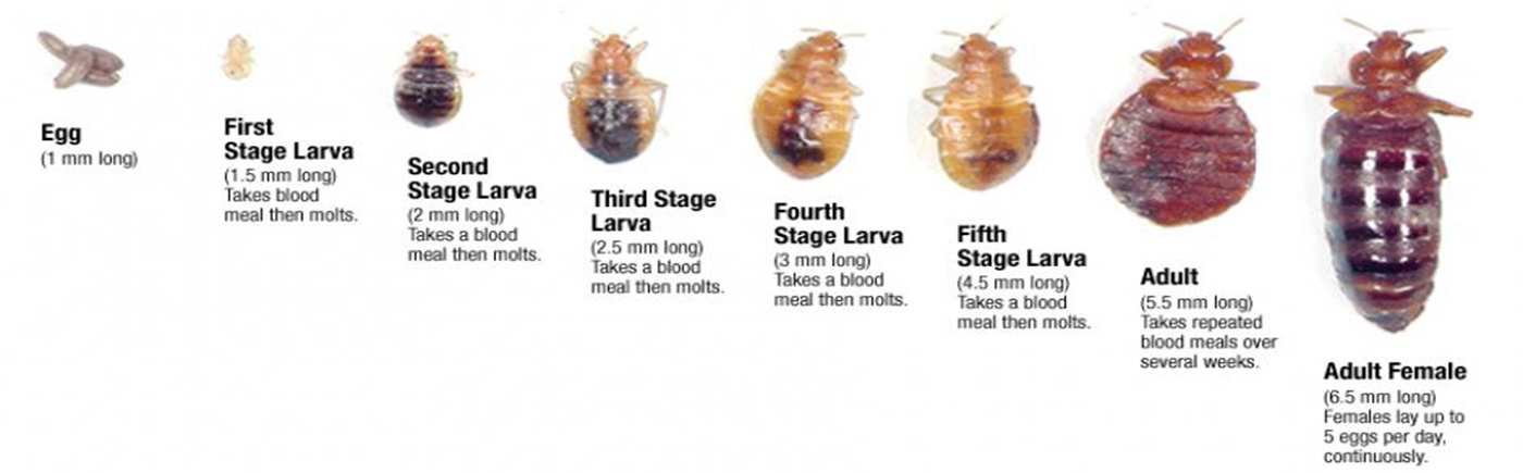 How Long Can Bed Bugs Live | Bed Bug Authority | DIY Solutions