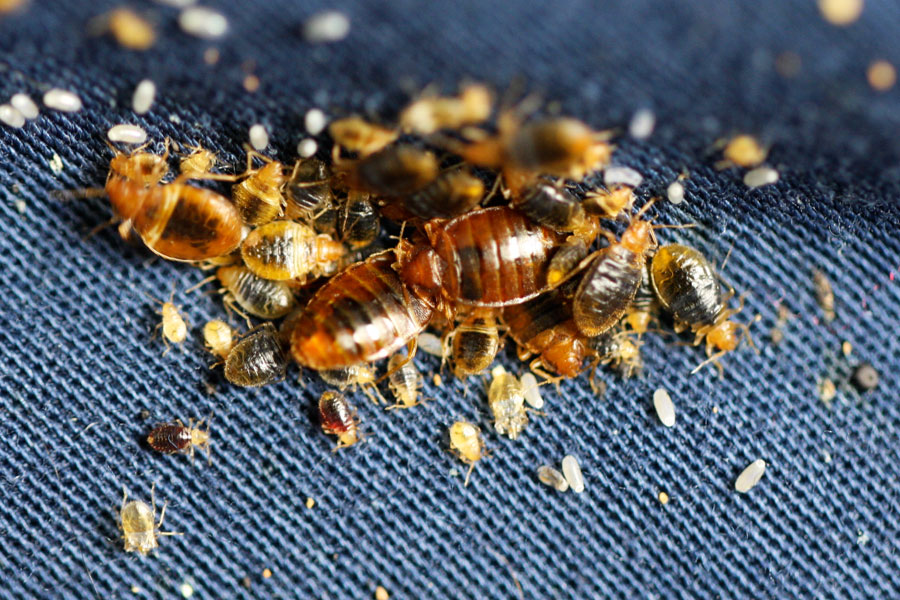 bed bugs and casings