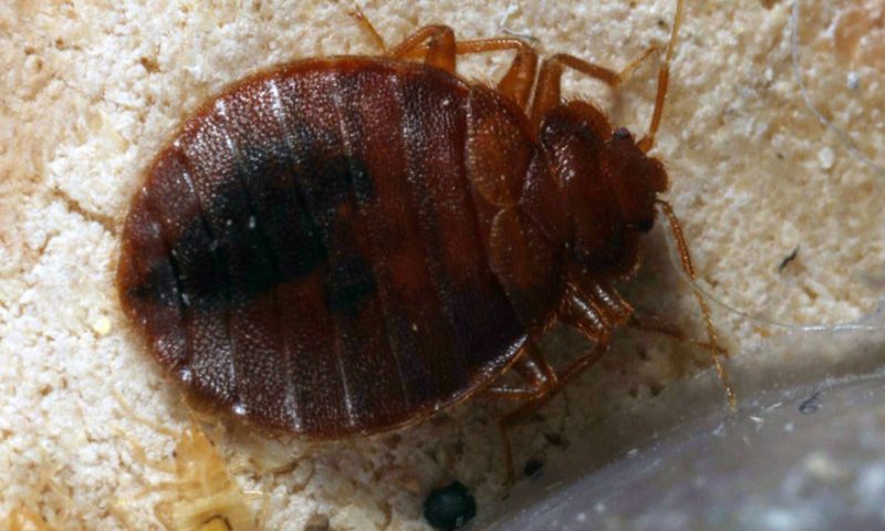 Top 10 Facts About Bed Bugs | Bed Bug Authority