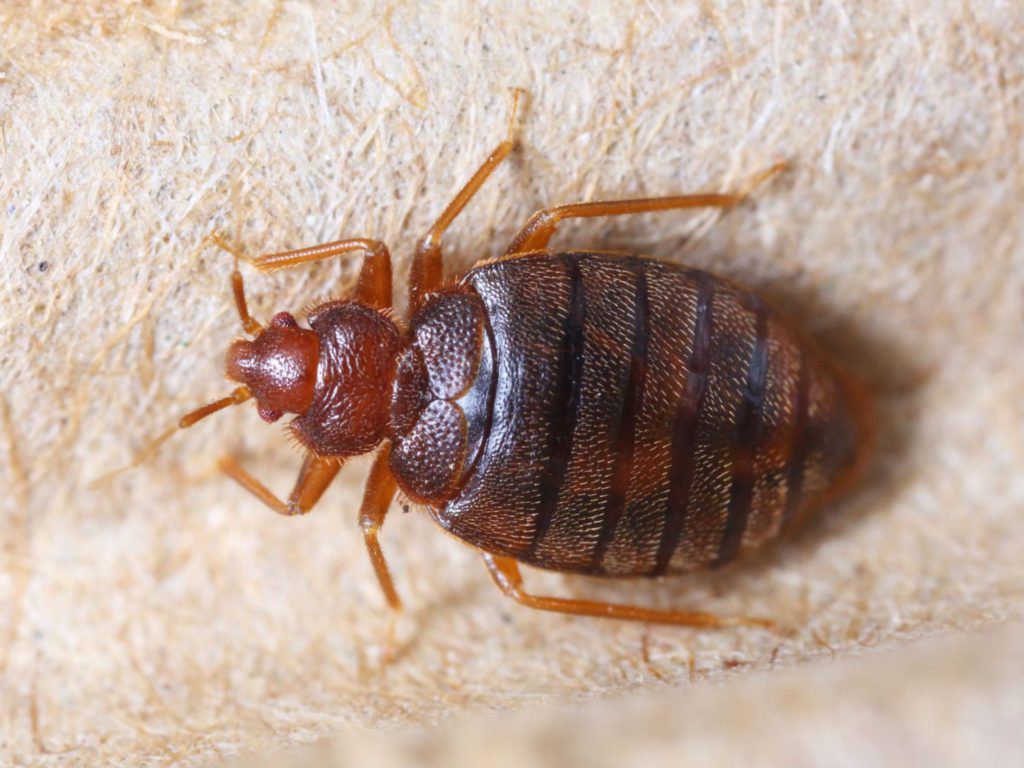 bed bug authority