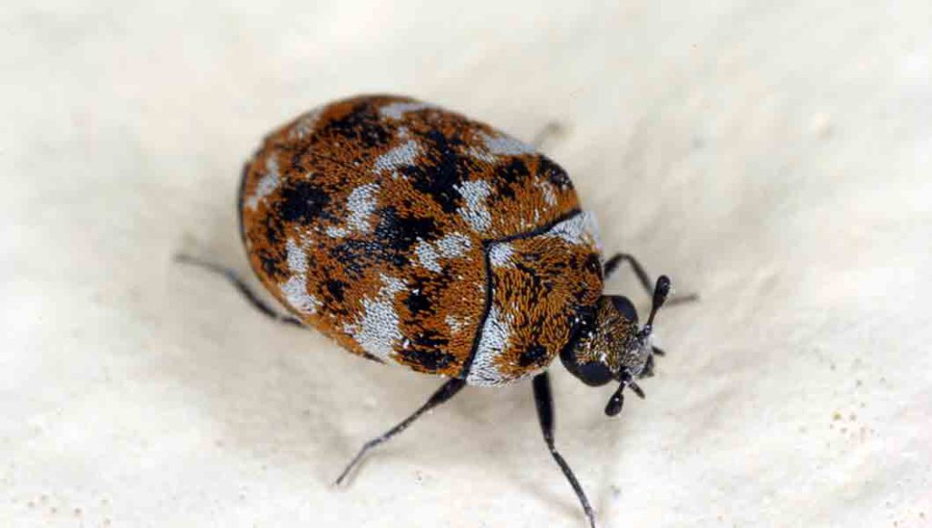 small spongy bugs that look like bed bug