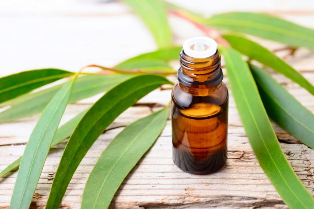 bed bugs and Eucalyptus Oil