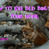 KILLING BED BUGS AT HOME
