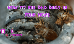 KILLING BED BUGS AT HOME