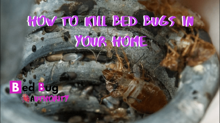 About Bed Bugs | Bed Bugs | CDC