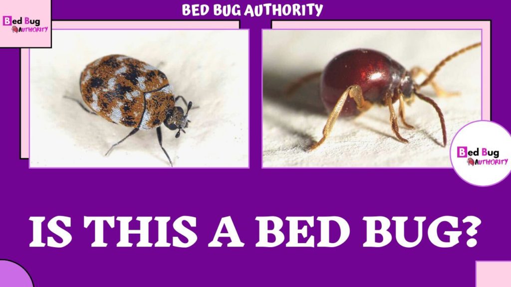 What Bugs Look Like Bed Bugs? Is This A Bed Bug? | Bed Bug Authority