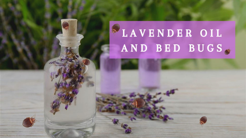 Can Lavender Kill Bed Bugs? Bed Bug Authority
