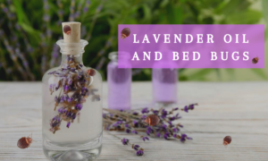 can i kill bed bugs with lavender