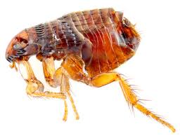 do bed bugs jump like fleas