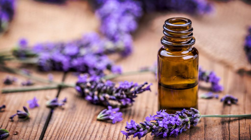 bed bugs and lavender oil