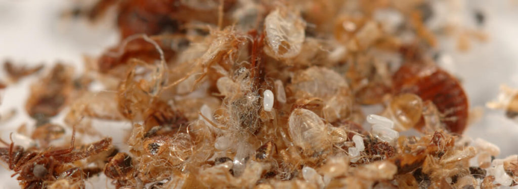 bed bug casings