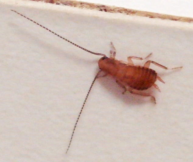 other bugs that look like bed bugs