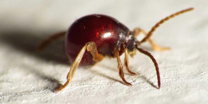 other bugs that look like bed bugs