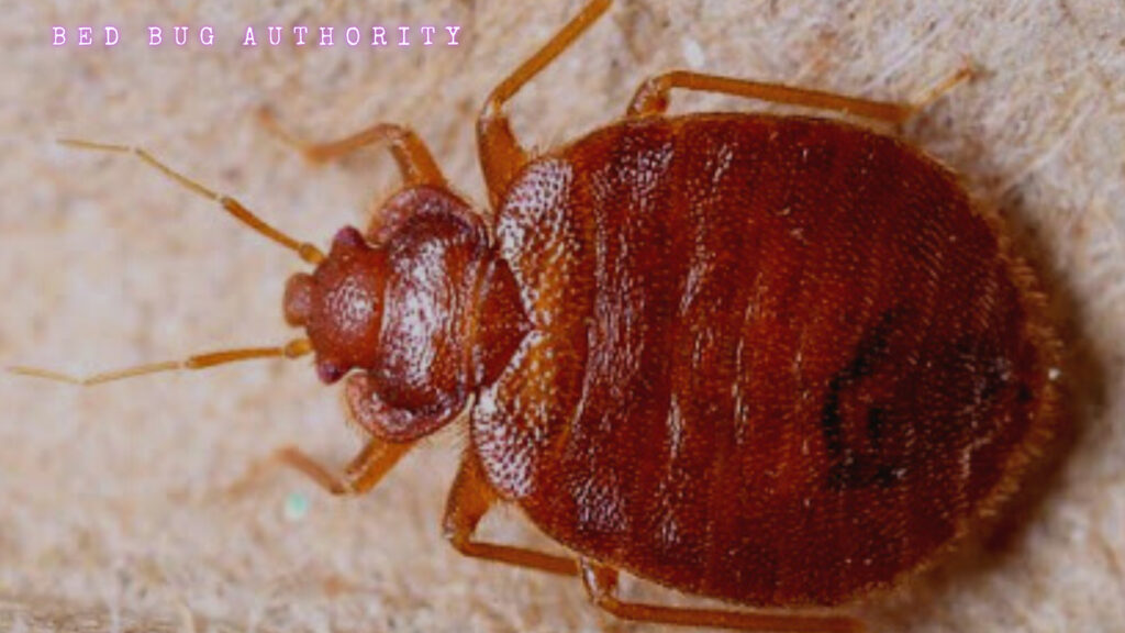 BED BUG UP CLOSE