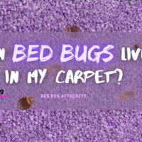 BED BUG AUTHORITY