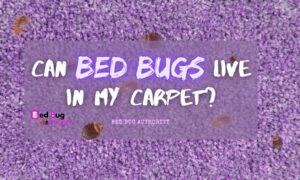 BED BUG AUTHORITY