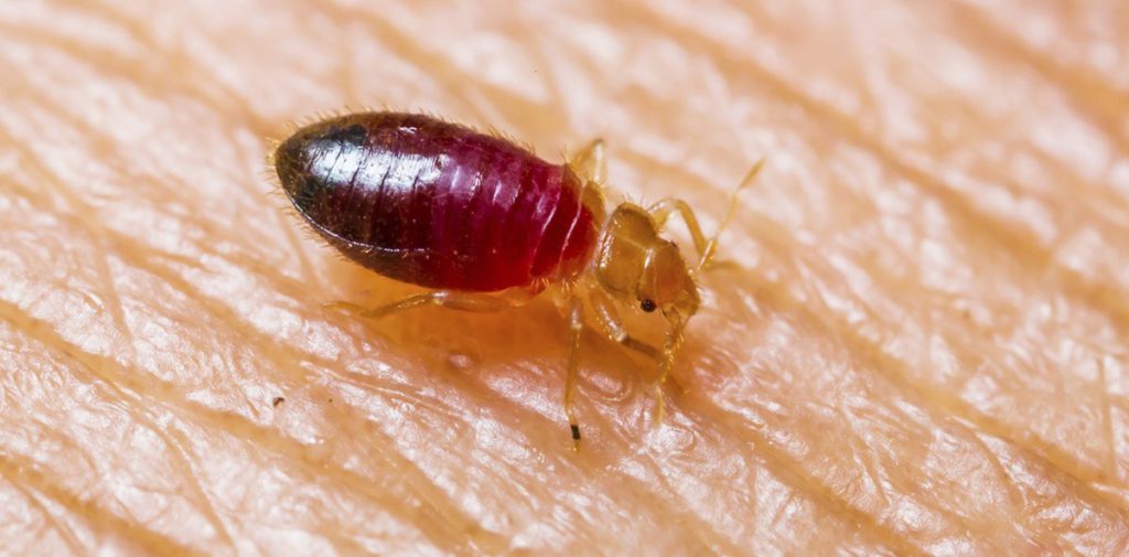 How Do Bed Bugs Reproduce? Bed Bug Authority