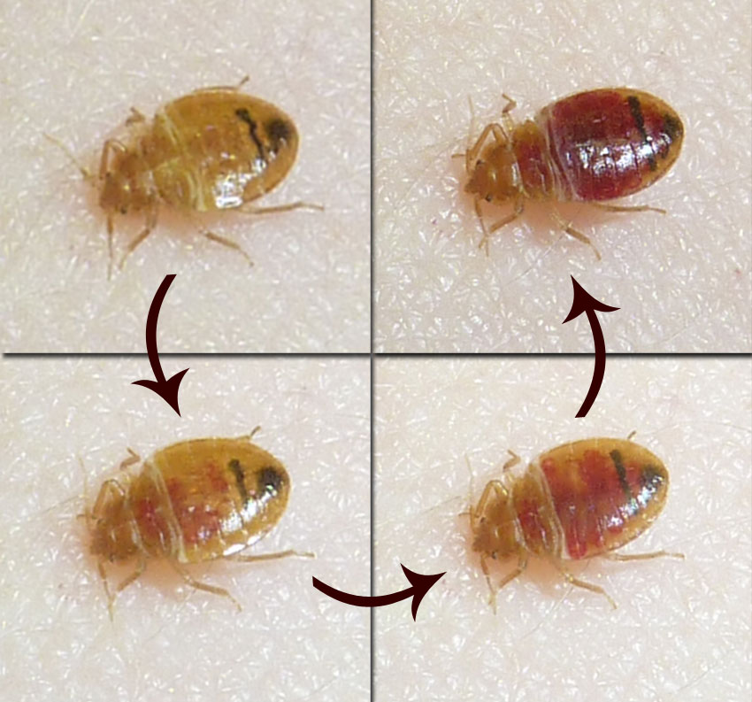 How Do Bed Bugs Reproduce? Bed Bug Authority