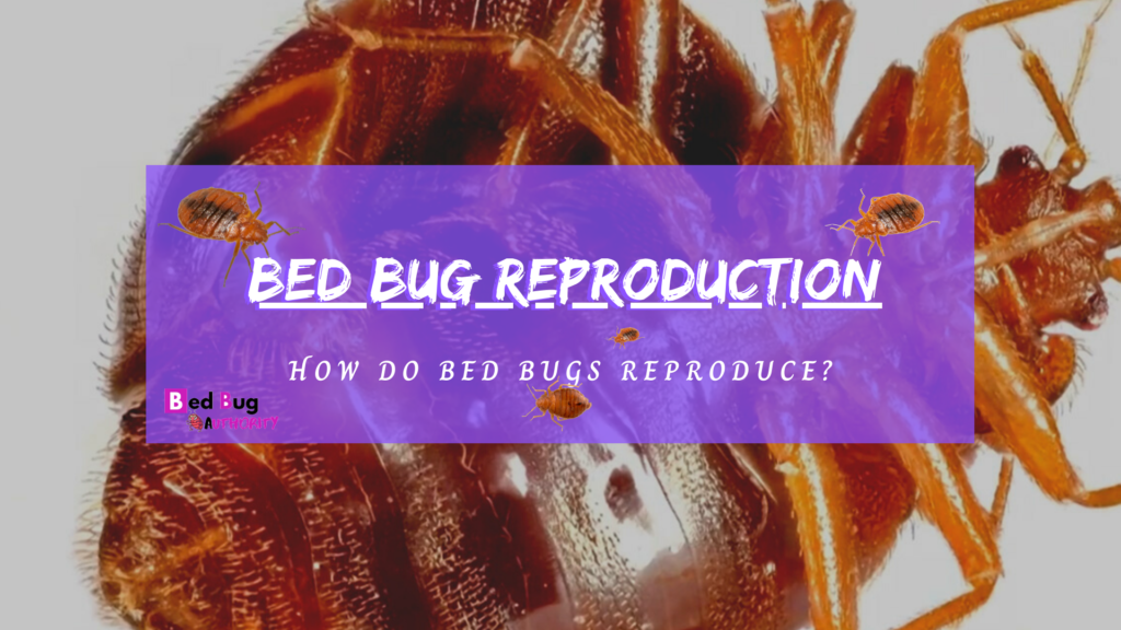 How Do Bed Bugs Reproduce? Bed Bug Authority