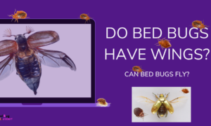 CAN BED BUGS FLY
