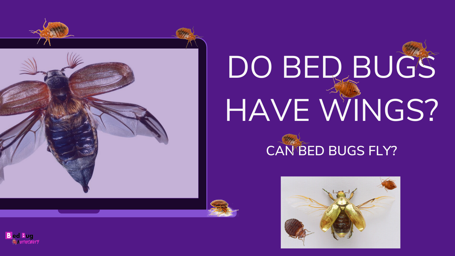 CAN BED BUGS FLY