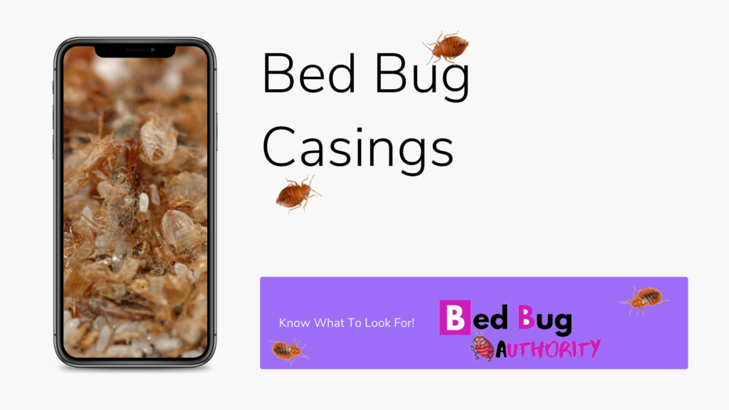 bed bug authority