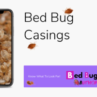 bed bug authority