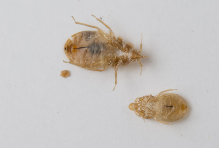 bed bug casings