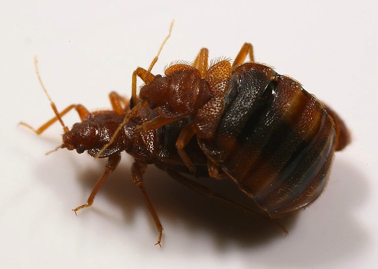 mating bed bugs