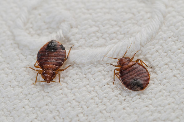 bed bugs