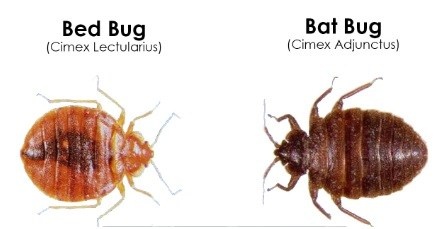 different bed bug species