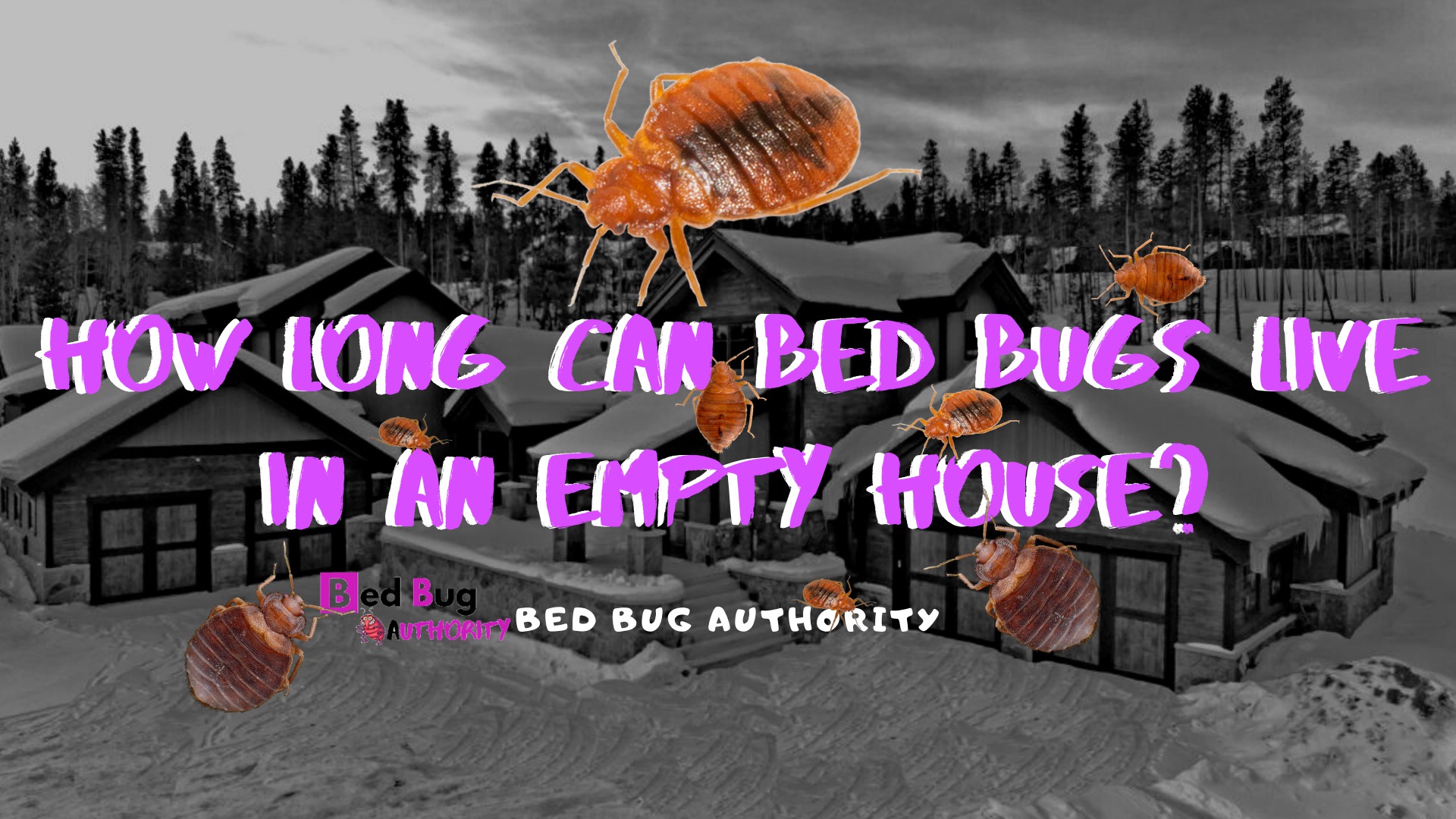 Can Bed Bugs Survive In My House Without Me? Bed Bug Authority